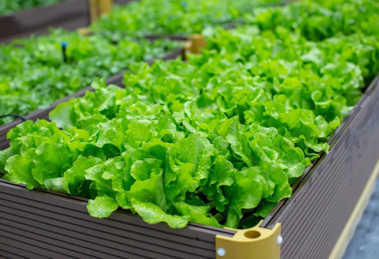 The Fullerton Ocean Park Hotel Hong Kong Exterior foto Lettuce grown in a greenhouse